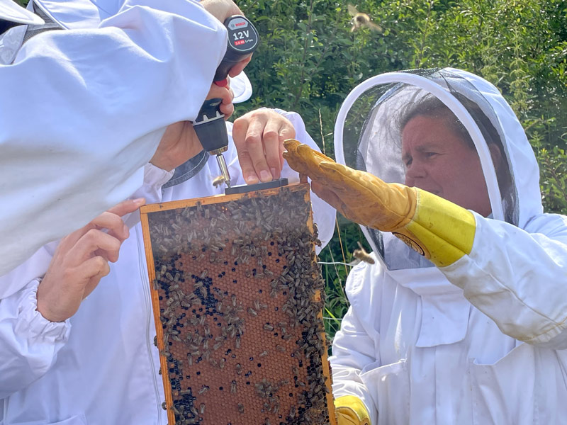 Imker bei der Arbeit